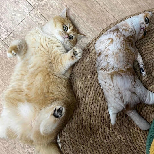 The Funny Custom Pillow That Looks Like Your Pet